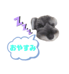 ミニシュナの日常会話スタンプ（個別スタンプ：2）