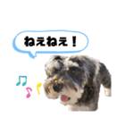 ミニシュナの日常会話スタンプ（個別スタンプ：7）