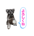 ミニシュナの日常会話スタンプ（個別スタンプ：8）