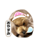 トイプードルのモモ（個別スタンプ：2）