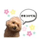 トイプードルのモモ（個別スタンプ：4）