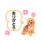 トイプードルのモモ（個別スタンプ：6）