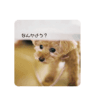 つかいづらいイヌのすたんぷ（個別スタンプ：1）