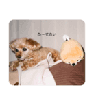 つかいづらいイヌのすたんぷ（個別スタンプ：8）