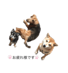 我が家の犬たち！（個別スタンプ：1）