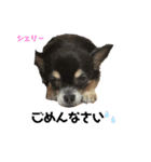 我が家の犬たち！（個別スタンプ：3）
