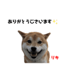 我が家の犬たち！（個別スタンプ：4）
