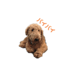 我が家の犬たち！（個別スタンプ：5）