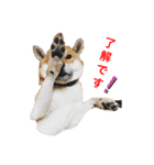 我が家の犬たち！（個別スタンプ：6）