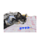 我が家の犬たち！（個別スタンプ：7）