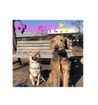 我が家の犬たち！（個別スタンプ：8）