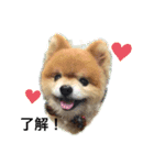 ポメラニアンのヘレンちゃん（個別スタンプ：1）
