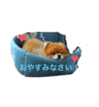 ポメラニアンのヘレンちゃん（個別スタンプ：2）