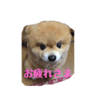 ポメラニアンのヘレンちゃん（個別スタンプ：5）