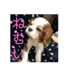 我が家のめる（個別スタンプ：4）