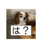 我が家のめる（個別スタンプ：8）