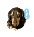 可愛いイヌたち（個別スタンプ：6）