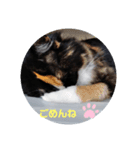 ねこのボウタロウすたんぷ（個別スタンプ：1）