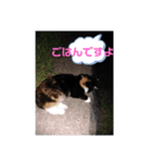 ねこのボウタロウすたんぷ（個別スタンプ：3）