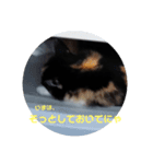 ねこのボウタロウすたんぷ（個別スタンプ：4）