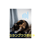 ねこのボウタロウすたんぷ（個別スタンプ：5）