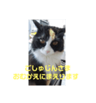 ねこのボウタロウすたんぷ（個別スタンプ：6）