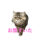 食いしん坊 マロン（個別スタンプ：1）