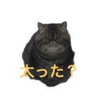 食いしん坊 マロン（個別スタンプ：6）