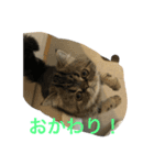 食いしん坊 マロン（個別スタンプ：7）