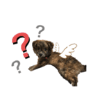 我が家の珍犬（個別スタンプ：1）