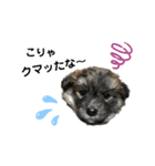 我が家の珍犬（個別スタンプ：2）
