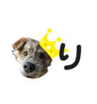 我が家の珍犬（個別スタンプ：5）
