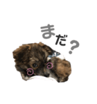 我が家の珍犬（個別スタンプ：6）