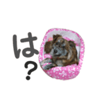 我が家の珍犬（個別スタンプ：7）