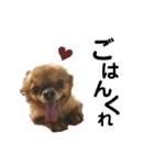我が家の珍犬（個別スタンプ：8）