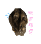 ペットのからし（個別スタンプ：1）