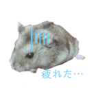 ペットのからし（個別スタンプ：3）