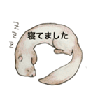 アニマル外科医（個別スタンプ：20）