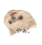 おもちくんだよ。（個別スタンプ：1）