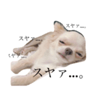おもちくんだよ。（個別スタンプ：2）