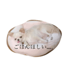 おもちくんだよ。（個別スタンプ：5）