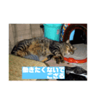 猫で代弁（個別スタンプ：1）