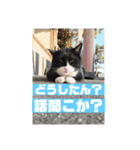 猫で代弁（個別スタンプ：3）