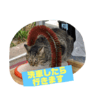 猫で代弁（個別スタンプ：4）