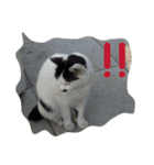 猫で代弁（個別スタンプ：5）