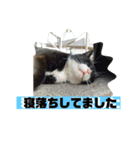 猫で代弁（個別スタンプ：6）