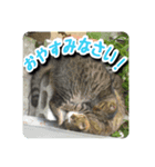 猫で代弁（個別スタンプ：7）