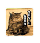 猫で代弁（個別スタンプ：8）