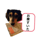 MOMOSUKEの日常編（個別スタンプ：1）