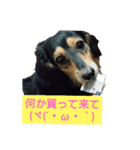 MOMOSUKEの日常編（個別スタンプ：3）